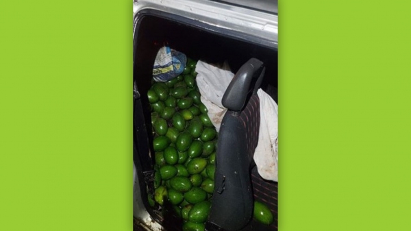 Abacates furtados eram levados no interior do automóvel (Cedida por João Mário Trentini).