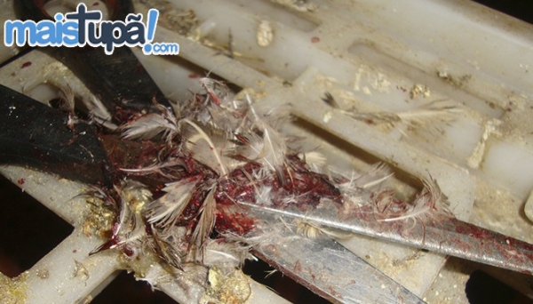 Caso é investigado pela Polícia Civil, e descoberta do local se deu após denúncia anônima (Foto: Diego Pereira/Mais Tupã).