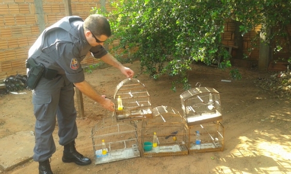 Policia Ambiental resgata 20 aves silvestres em cativeiro e aplica multa de R$ 17,5 mil