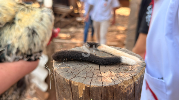 Segmentos de rabos de dois filhotes de cachorros encontrados no local (Siga Mais).