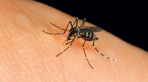 Dengue é transmitida pelo mosquito Aedes aegypti, que se prolifera em água parada (USP Imagens).