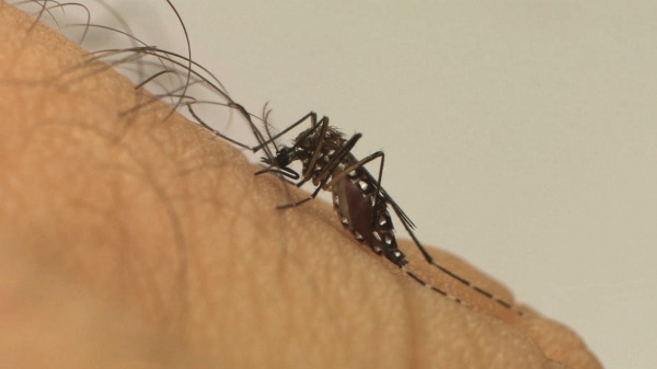Mosquito Aedes aegypti, transmissor da dengue (Imagem ilustrativa. Arquivo/Agência Brasil).