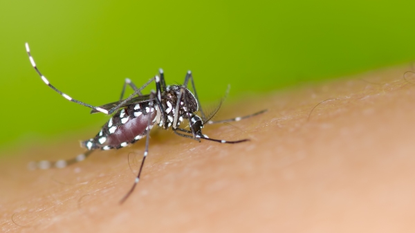 Aedes Aegypti, mosquito transmissor da dengue (Blog da Saúde/Ministério da Saúde).