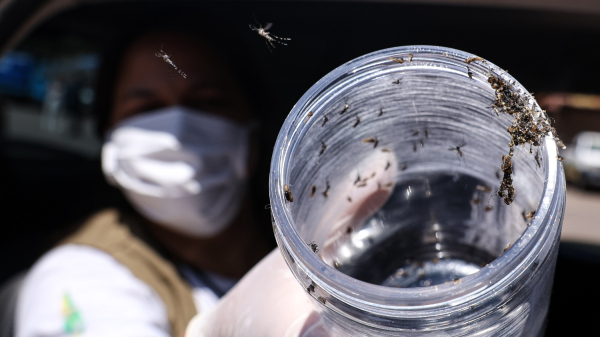 Mosquitos geneticamente modificados soltos no meio ambiente (Imagem: Marcelo Camargo/Agencia Brasil).