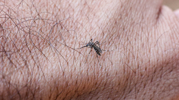 Mosquito Aedes aegypti, transmissor da dengue  (Marcelo Camargo/Agencia Brasil).