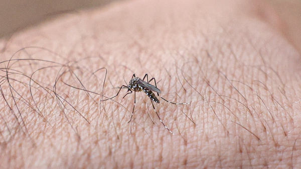 Mosquito Aedes aegypti (Marcelo Camargo/Agencia Brasil).