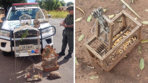 Pássaros, o jabuti e objetos apreendidos pela Polícia Militar Ambiental com morador do Jardim América, em Adamantina (Divulgação/PM Ambiental).