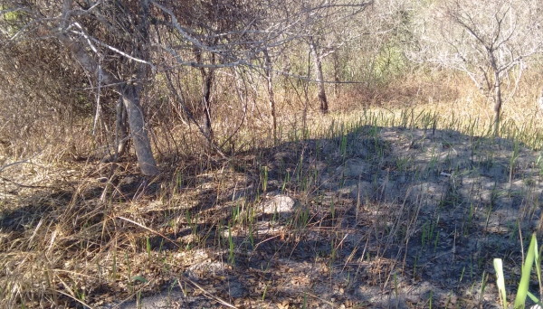 Área de Preservação Ambiental (APP) que foi danificada pelos efeitos da queimada (Foto: Cedida/Polícia Ambiental).