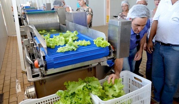 Ao final do processo de lavagem, verduras e hortaliças são desinfectadas com solução de água refrigerada e cloro, prontas para processamento (Foto: Acácio Rocha).