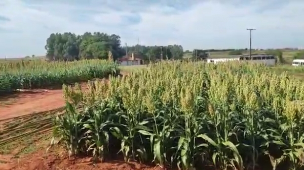 Área experimental de culturas de inverno na APTA Adamantina (Reprodução).