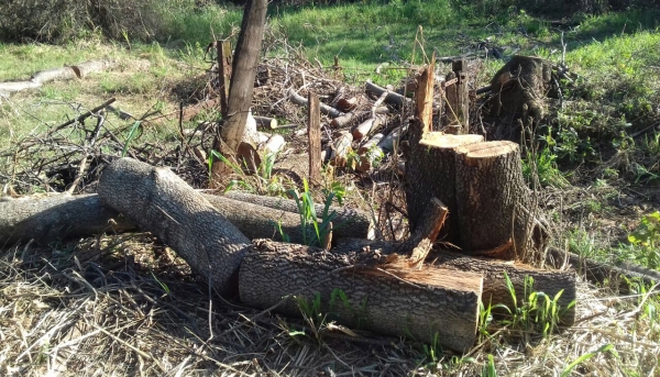Setenta e duas árvores nativas foram cortadas em um sítio localizado em Junqueirópolis (Foto: Cedida/PM Ambiental).