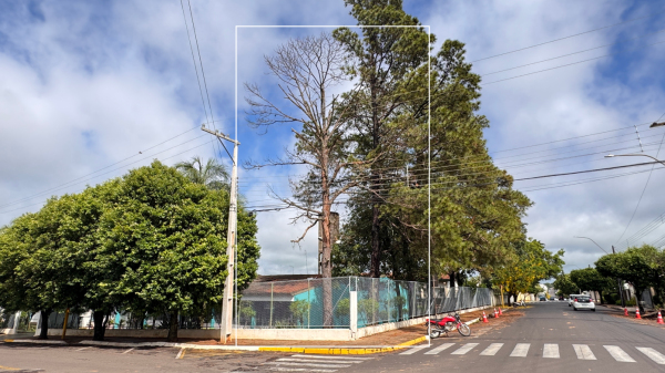 No destaque a arvore aparentemente seca oferece risco de queda (Siga Mais).