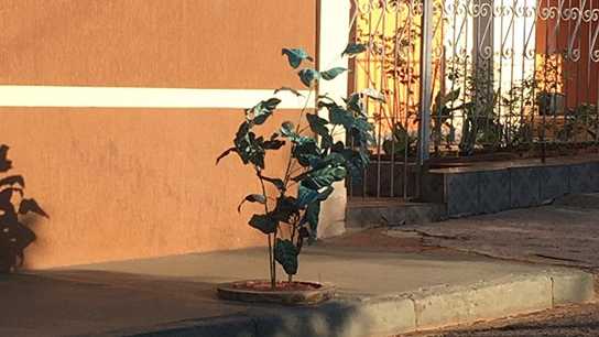 O arbusto artificial está plantado em frente à casa na Vila Santa Cecília (Divulgação).