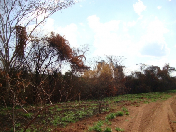 Área atingida por queimada em Rinópolis , para plantio de cana, tinha 37 hectares de vegetação nativa (Foto: Polícia Ambiental/Cedida).