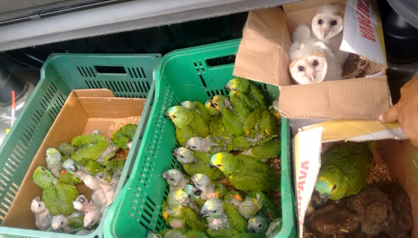 Entre as 60 aves, estavam filhotes de papagaios verdadeiros, corujas e gaviões, que foram resgatados e destinados a associação ambiental para serem reintroduzidos no habitat natural (Foto: Cedida/Polícia Rodoviária).