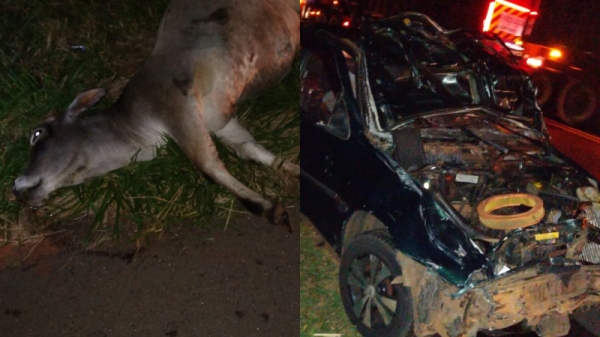 Um dos animais mortos, e o veículo onde estava a vítima fatal (Corpo de Bombeiros).