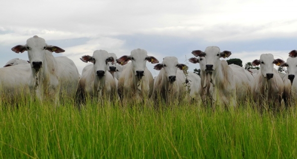 Bovinocultura de corte é tema de encontro em Adamantina (Foto: Ilustração).