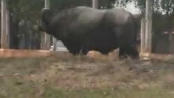 Animal foi visto por populares circulando pelas ruas de Osvaldo Cruz (Reprodução/OCNET).