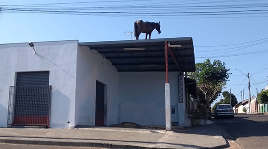 Um dos cavalos, no alto do barracão, foi resgatado em seguida pelo Corpo de Bombeiros (Foto: J. Serafim Show).