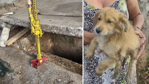 Cadela Mel foi resgatada sem ferimentos e devolvida à sua tutora (Cedida/Corpo de Bombeiros).