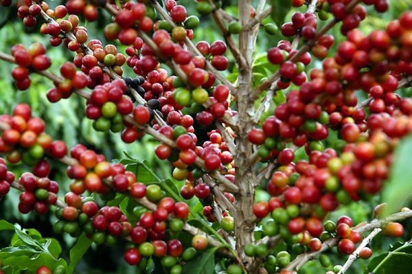 Atividades fazem parte das ações para desenvolvimento da cafeicultura na Nova Alta Paulista.