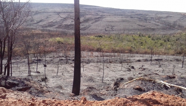 Policiais constataram fogo em área de cana de açúcar e área de preservação permanente, e multa usina (Foto: Polícia Ambiental).