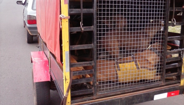 Proprietário dos animais foi autuado por maus tratos, no transporte irregular dos cães (Foto: Polícia Ambiental/Cedida).