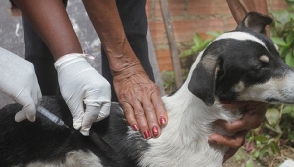 Vacinação antirrábica e coleta de sangue para diagnóstico da leishmaniose visceral canina acontecem de 10 a 31 de agosto em Adamantina (Imagem: Ilustração).