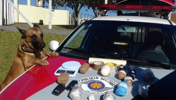 Cães auxiliam trabalho da PolÃcia Militar na região, em diversas operações (Fotos: Cedidas/ 25º BPM/I).