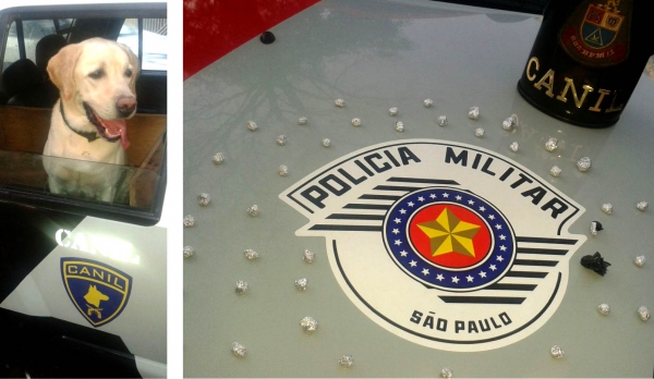 Canil da Polícia Militar foi acionado e atuou na localização de 41 pedras de crack na casa de traficante, em Adamantina (Foto: Polícia Militar/Cedida).