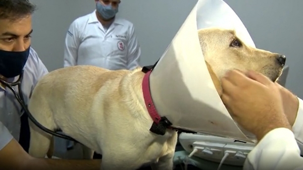 Animal foi avaliado em uma clÃnica veterinária e está fora de perigo (Foto: TV Fronteira/Reprodução).