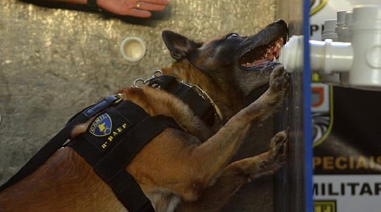 Na região de Presidente Prudente há 17 cães treinados pela PM especializados em faro de drogas e/ou explosivos, e 12 cães com outras especialidades, como busca e localização de pessoas, e policiamento (Fotos: SSP/SP).