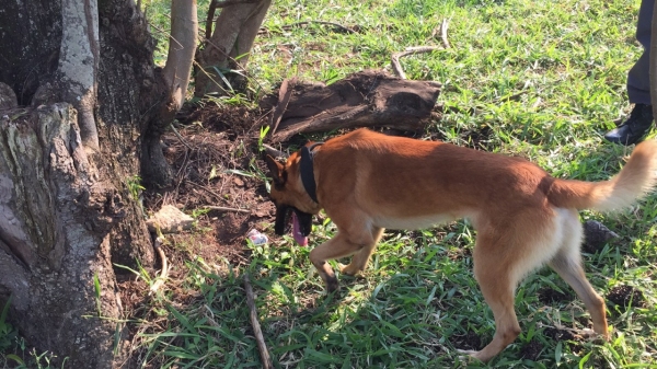 Cães foram usados na procura por drogas (Foto: Polícia Militar)