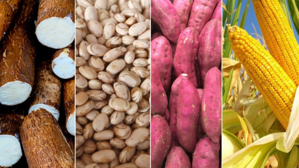 Mandioca, feijao, batata-doce e milho estao entre os cultivares que serao apresentados no Dia de Campo (Arte: Siga Mais).