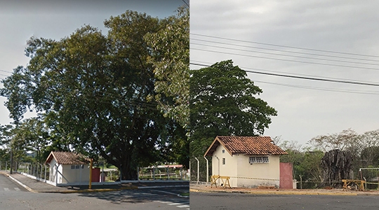Siga Mais comparou imagens de 2012 e 2019, em locais que tinham árvore, e agora não mais (Google Street View e Siga Mais).