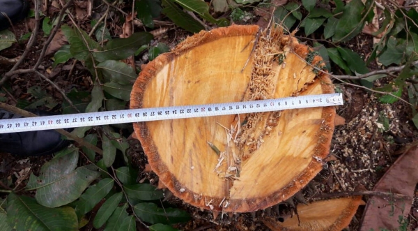 Corte atingiu 22 árvores em terreno de empresa, no Jardim Itamarati, informou a Polícia Militar Ambiental (Foto: Cedida/PM Ambiental).
