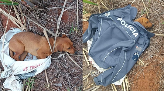 Abandonada no frio, dentro de uma sacola, cadela recebeu proteção da Polícia Militar, foi resgatada e adotada por cabo da PM (Fotos: Cedidas/PM).