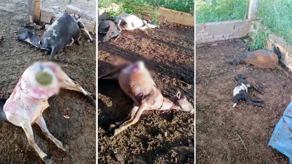 Carneiros tiveram corpos dilacerados no ataque (Reproducao).