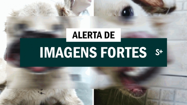 Imagens fortes: animal foi encontrado em situação degradante (Divulgação: PM Ambiental).