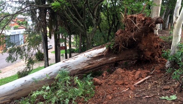 Quedas de árvores foram registradas na Praça Euclydes Romanini (Foto: Siga Mais).
