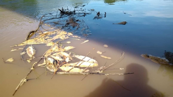 Peixes são encontrados mortos, boiando nas águas do Rio do Peixe, em Mariápolis (Fotos: Anderson Teco).