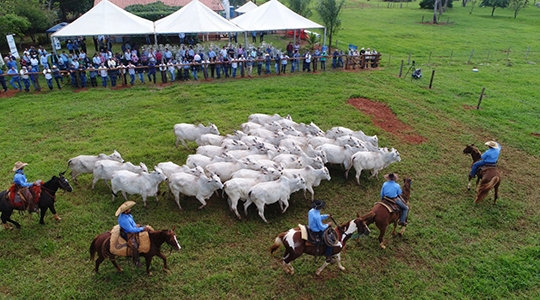 Exemplares do plantel da Três Barras apresentados ao público com cerca de 120 participantes, no Papo de Fazenda (Imagens: Divulgação).
