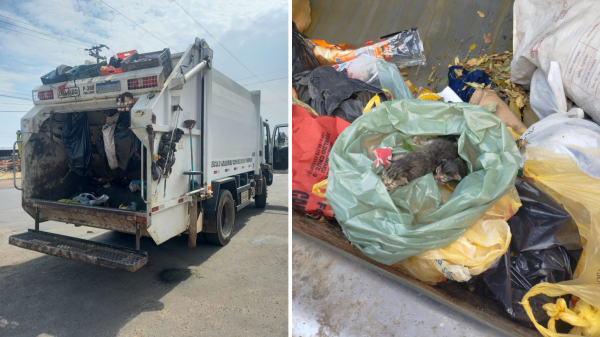 Gatos foram vistos no lixo momentos antes de serem compactados (Cedida).