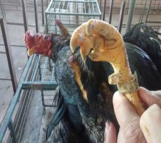 Polícia Ambiental apreende 77 galos que eram utilizados em rinha