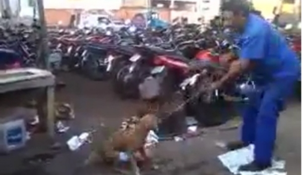 Homem agride animal, em pátio de empresa, em Tupã (Imagem: Reprodução).
