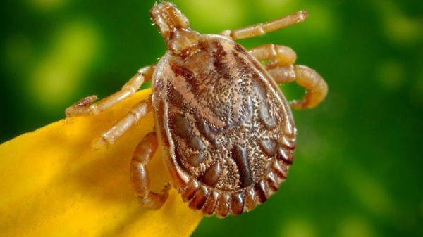 Carrapato-estrela (Imagem: Prefeitura de Jundiaí).