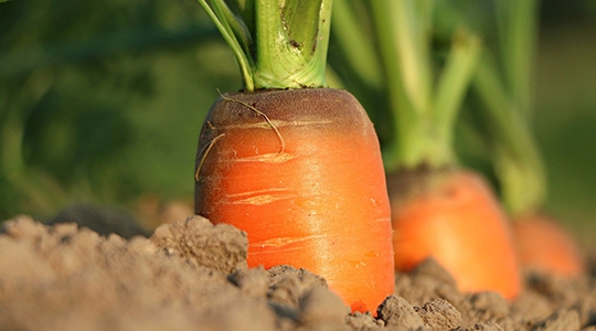 Cenoura está entre os alimentos vegetais que foram pesquisados no estudo da Anvisa, junto com amostras de abacaxi, alface, arroz, alho, batata-doce, beterraba, chuchu, goiaba, laranja, manga, pimentão, tomate e uva (Ilustração/Pixabay).