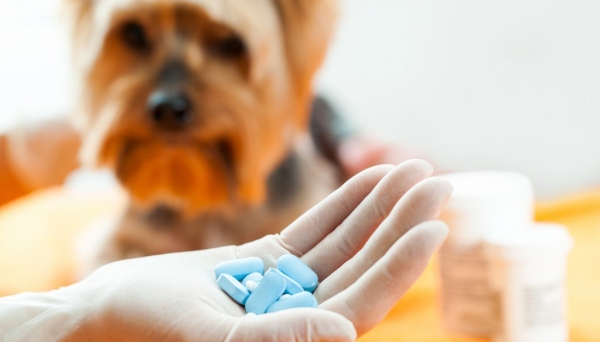 Fracionamento dos medicamentos deverá ser feito pelo veterinário responsável pelo estabelecimento (Imagem: Ilustração).