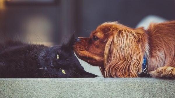De acordo com a pesquisa, cães e gatos apresentam exames moleculares positivos para SARS-CoV-2, mas não têm sinais clínicos da doença (Imagem de StockSnap/Pixabay).