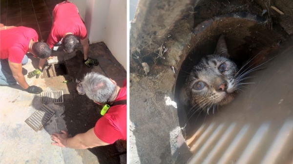 Bombeiros atuaram no resgate de um gato retido em tubulação pluvial em uma, em Adamantina (Cedida/Silvio Oliveira).